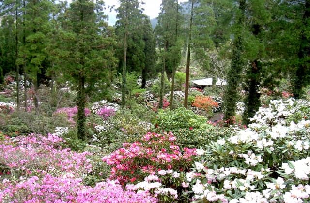 The forest of Shakunage