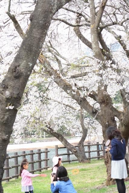 Under the cherry blossoms in full bloom.