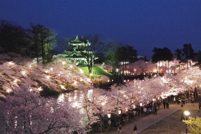 Three Great Night Cherry Blossoms in Japan