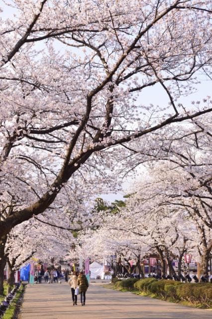 Popular Sakura Road