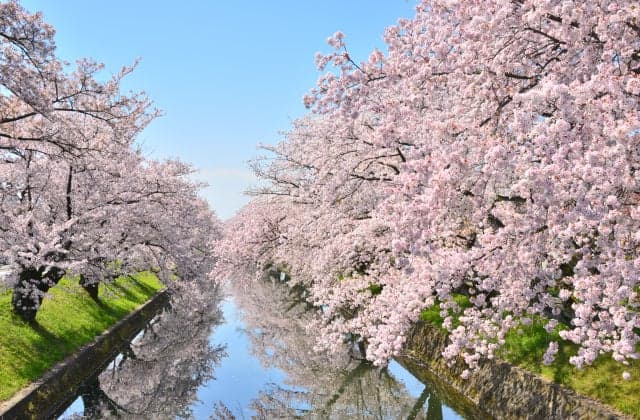 Gojou River row of cherry trees