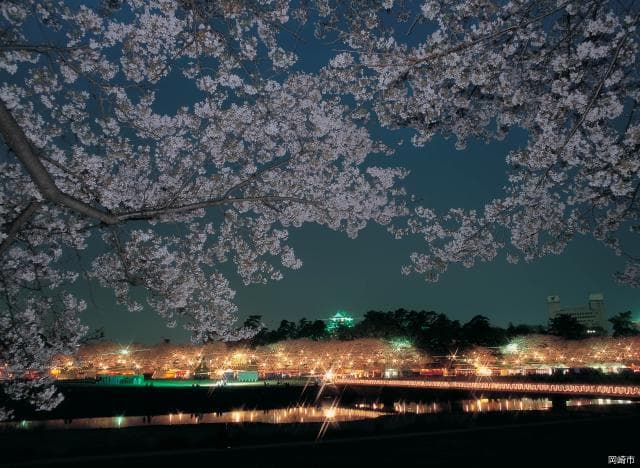 Cherry Blossom Festival (Night)