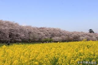 幸手権現堂堤の桜