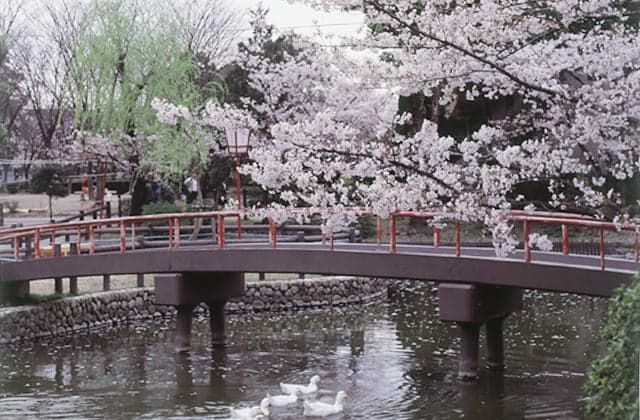 Anjo Cherry Blossom Festival