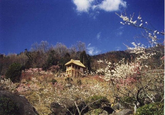 筑波山梅林_展望四阿