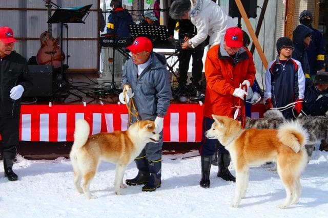 秋田犬パレード