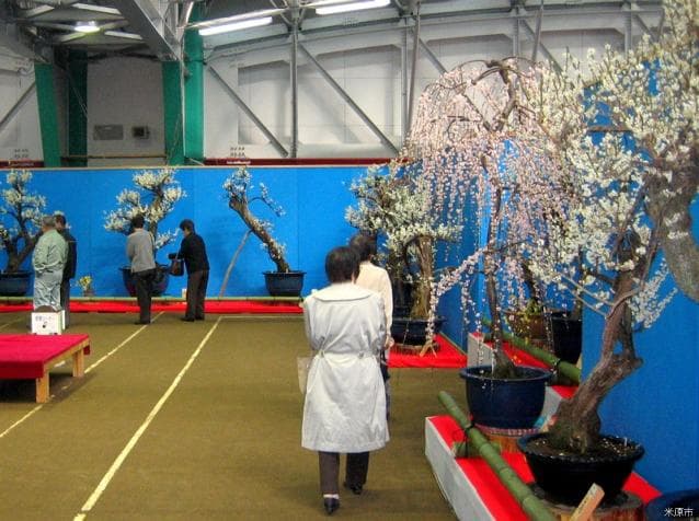 Kamo no Sato Bonbai Exhibition and Orchid Exhibition