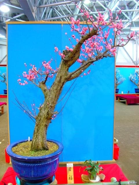 鴨の里盆梅展・蘭展