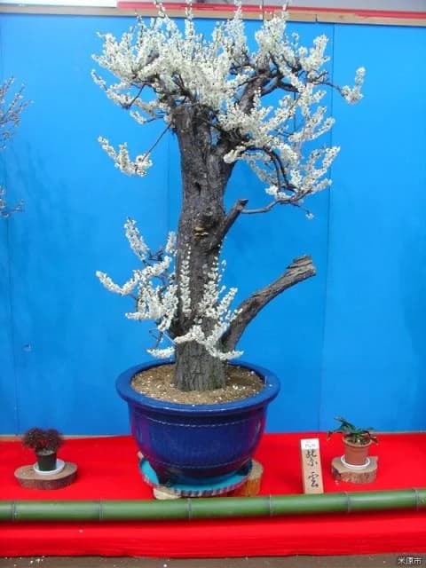 鴨の里盆梅展・蘭展