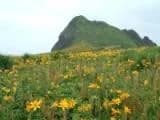 Flower of Canzou