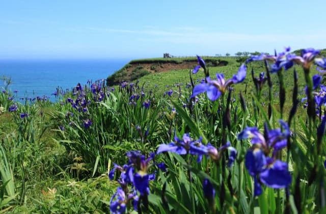 あっけしあやめまつり