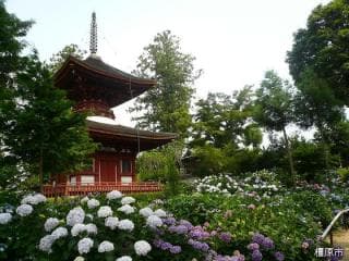 Hydrangea at Kume-ji Temple
