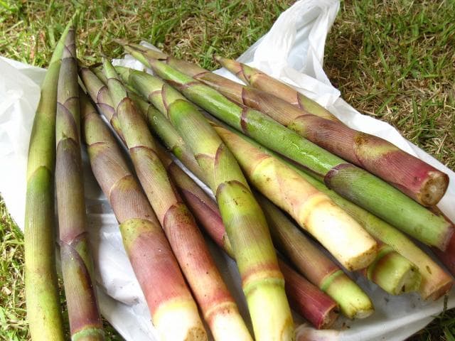 田代名産たけのこ