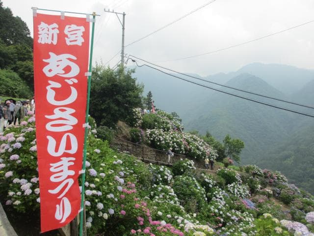 Shingu Hydrangea Festival