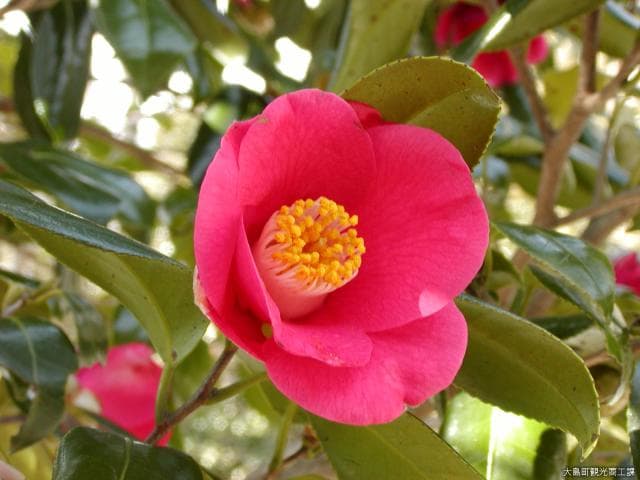Camellia