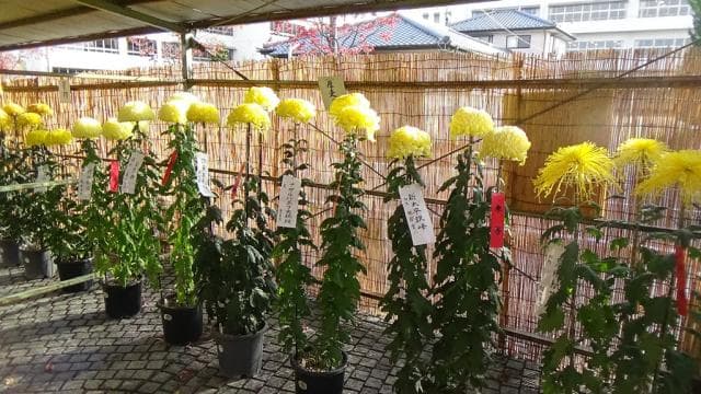 Kiryu Chrysanthemum Festival
