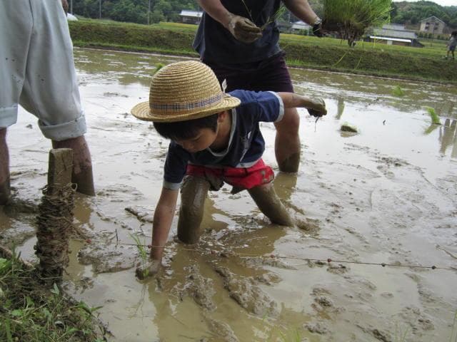 May: The first sake school (rice planting)