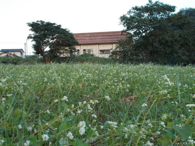 Soba field