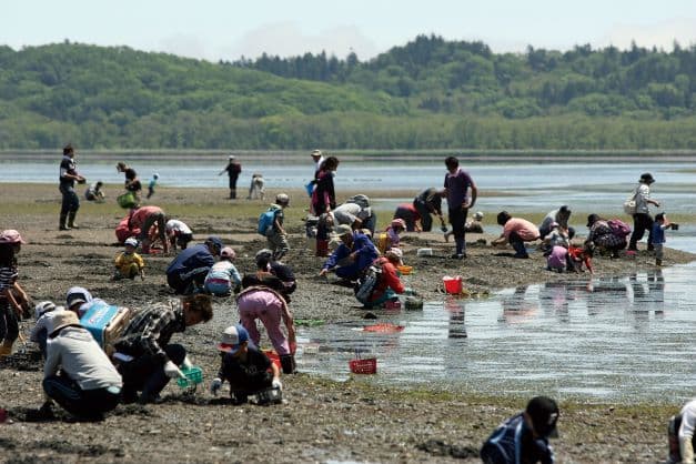 Clam digging experience tour