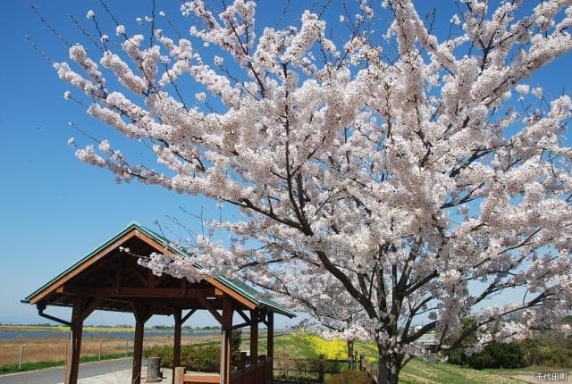 サイクリングロードの桜と菜の花