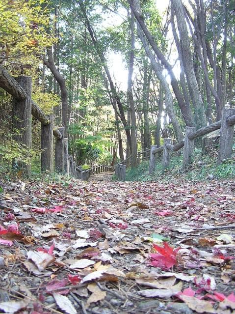 Ou Kura Nature Trail (Autumn)