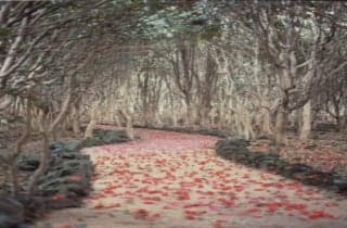 Tsubaki Gregarious Forest