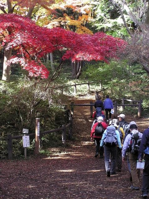 秋の天覧山登山道