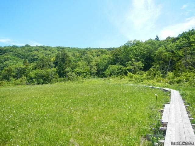 Tamahara Marshland (wood road)