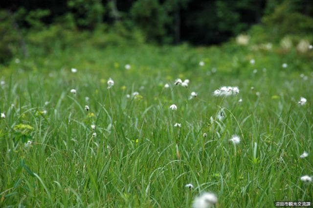 Tamahara Marshland (Watasuge)