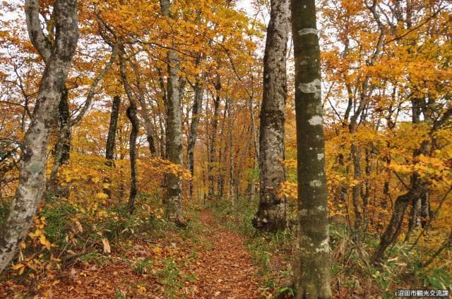 Beech flat (foliage)
