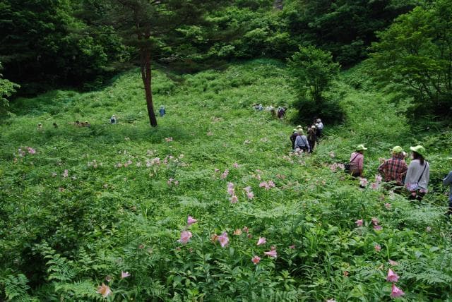おとめゆり群生地