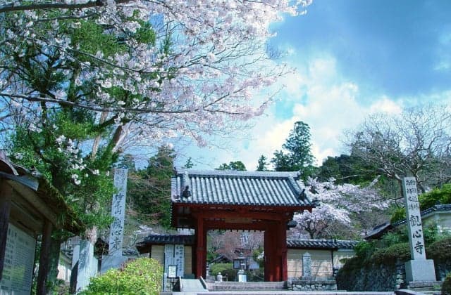 Cherry blossoms and mountain gates of Kanshin-ji Temple