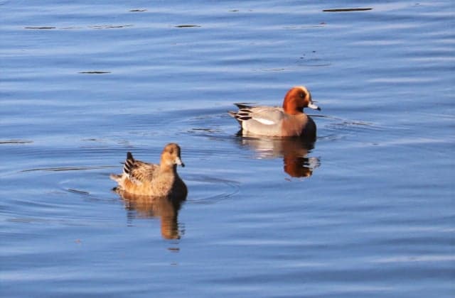 Duck of Inoura Reservoir