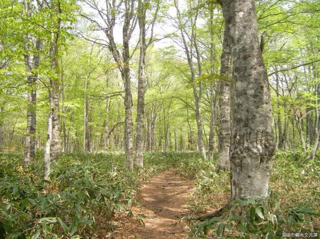 Fresh green beech flat