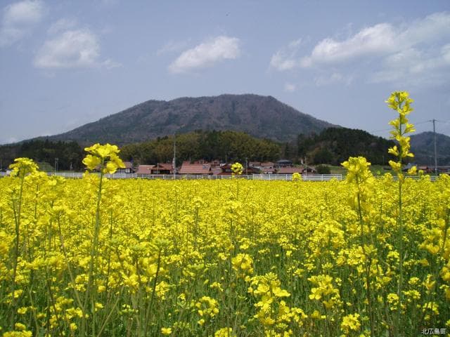 Mt. Kanbiki and rape blossoms