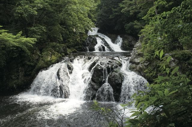 中野白滝