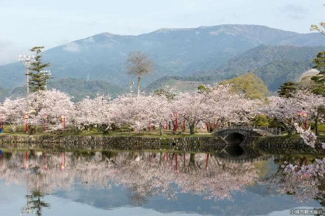Cherry blossoms at Ogi Park