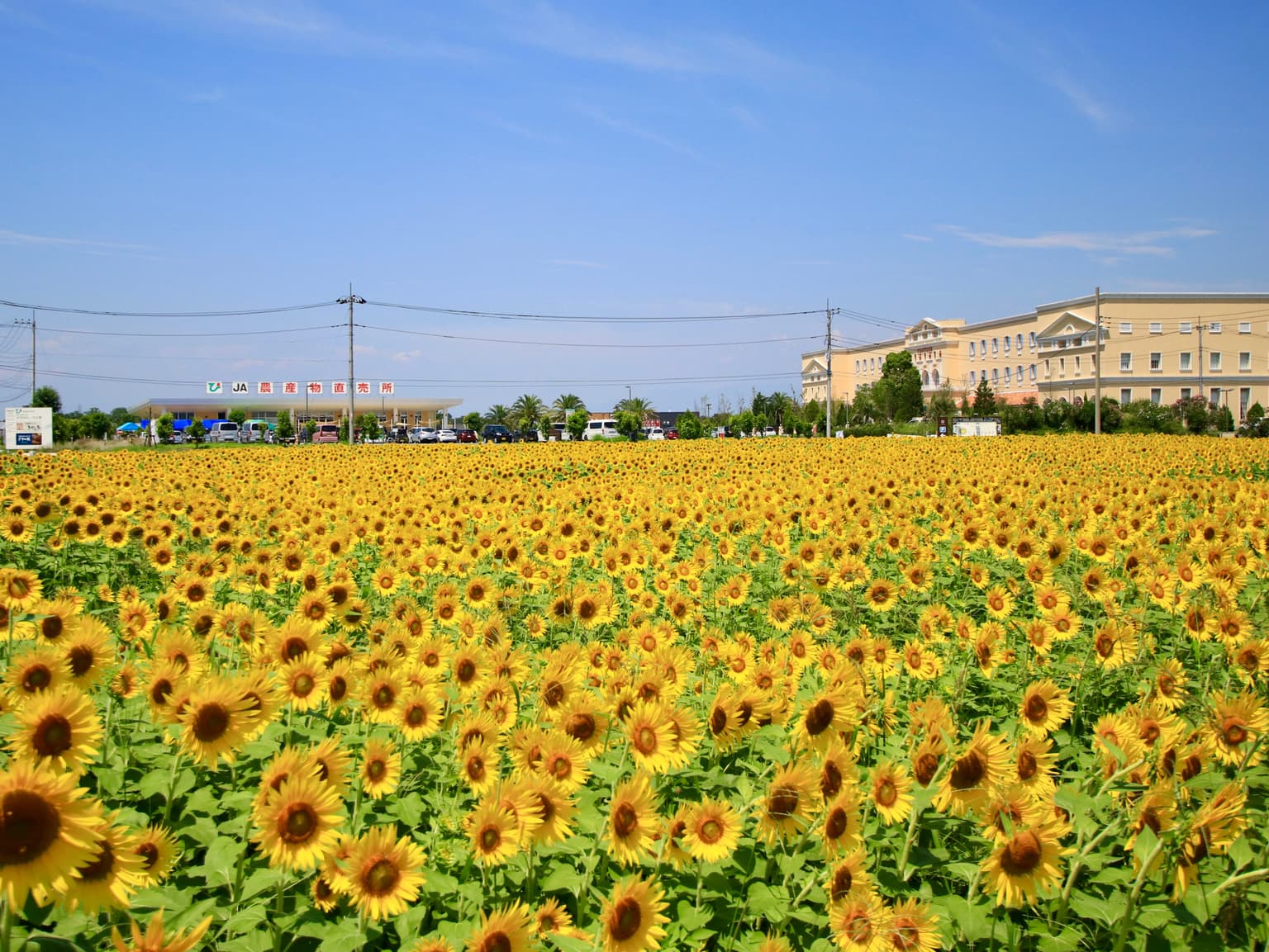 Uezato Sunflower Field