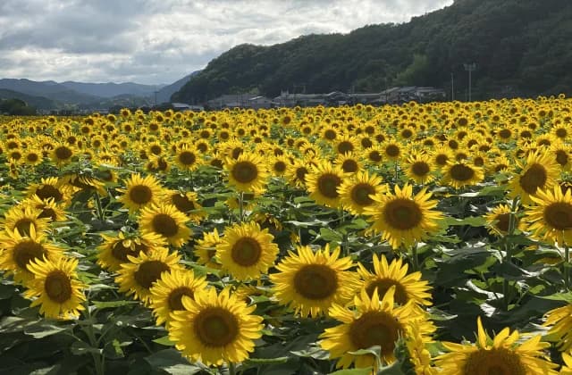 Nanko Sunflower Field in Sayo-cho