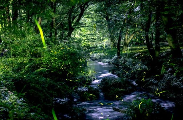 万葉うたまつりとホタル観賞会②