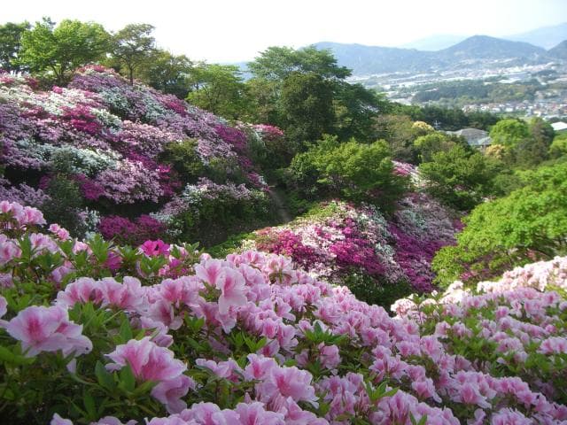 Azalea at Sarayama Park