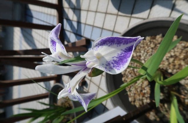 珍しいかきつばた