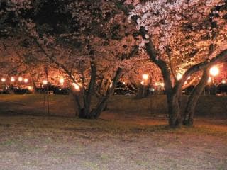 Susukigahara Irino Park Spring Festival Light up