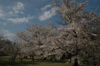 Susukigahara Irino Park Spring Festival
