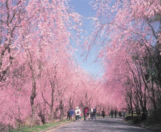 Weeping cherry blossoms