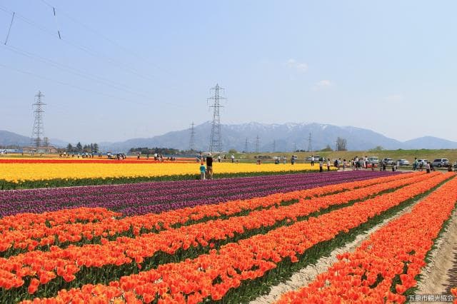 チューリップまつり1