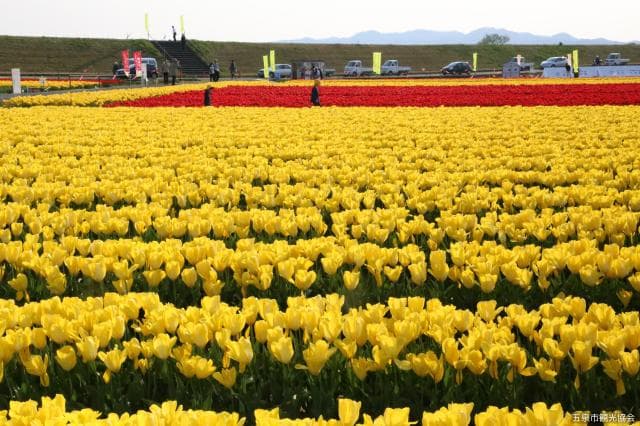 チューリップまつり2