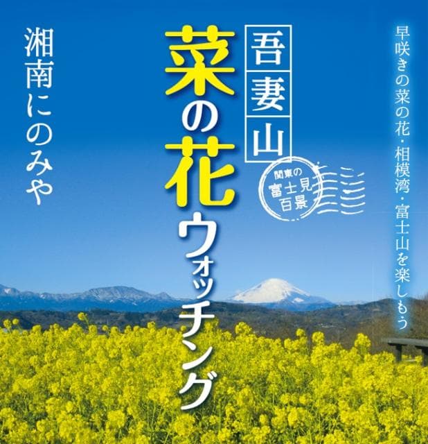 湘南にのみや 吾妻山菜の花ウオッチング