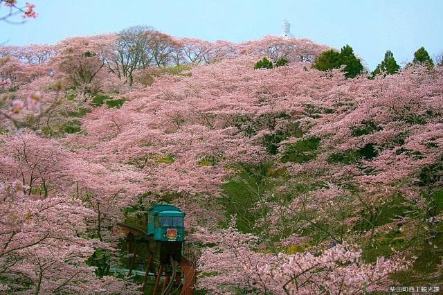 桜とスロープカー
