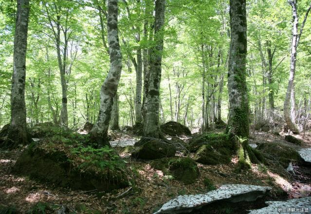 Shirakami Sanjidakedai Nature Observation Education Forest